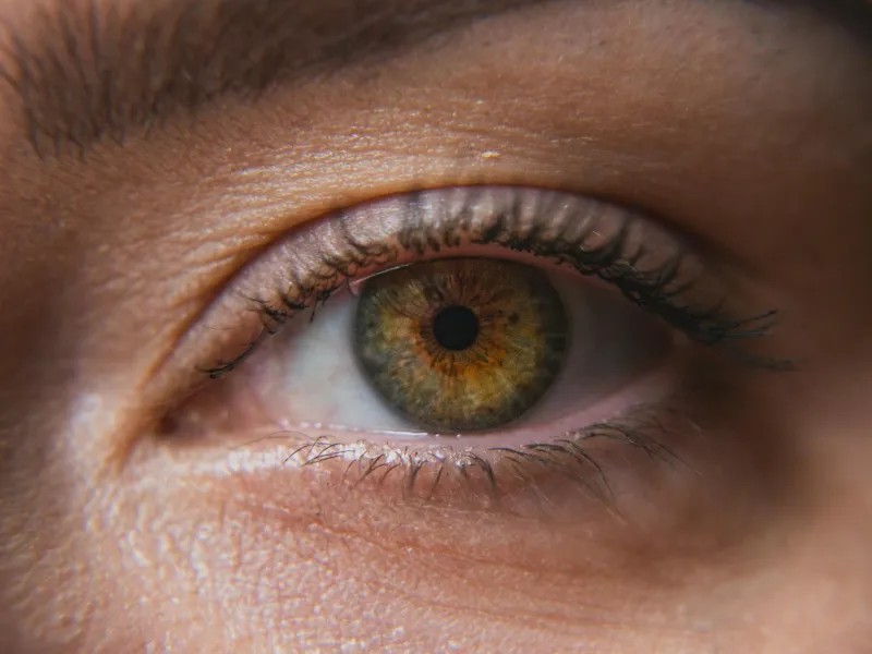 The Burr That Built a Billion-Dollar Empire: How Nature's Annoying Hitchhiker Became Fashion's Secret Weapon